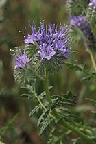 Phacelia tanacetifolia