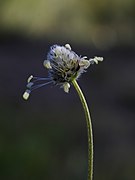 Plantago lagopus