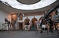 Central show room with dinosaurs (Senckenberg Naturmuseum, Frankfurt, Germany)