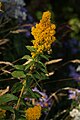 Solidago lepida