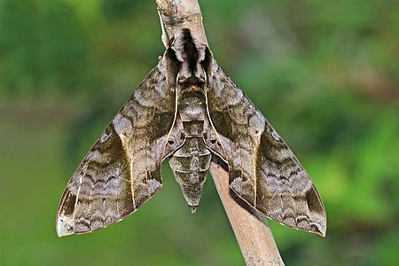 Eumorpha anchemolus (Sphinx moth)