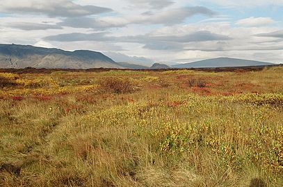 Þingvellir in autumn, with typical vegetation dominated by birch and willows, w:shield volcano Skjaldbreiður in the background