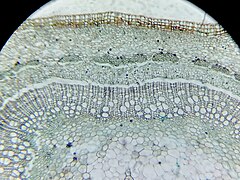 Tracheophyta stem (microscopic mage) 0005766M.jpg