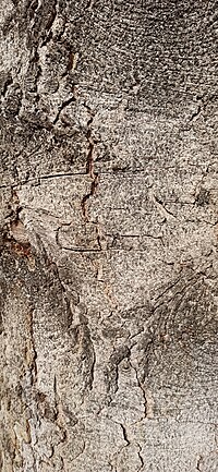 Thumbnail for File:Abies pinsapo tree bark 3.jpg