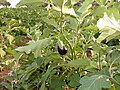 Aubergine field on Cyprus