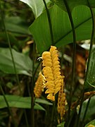 Calathea crotalifera