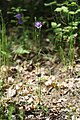 Campanula persicifolia