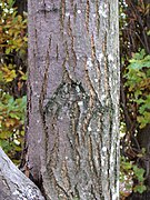 Castanea dentata 15-p.bot-fagus.castan-047.jpg