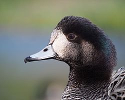 Chiloé wigeon