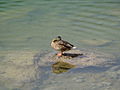 Ente im Seealpsee (CJ)