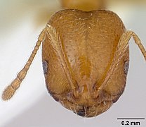 Monomorium destructor casent0173269 head 1.jpg