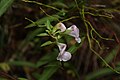 Pedicularis racemosa