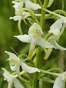 Platanthera chlorantha