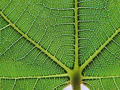 Reticulate veins in leaf of Ficus carica IMG 9202s.jpg