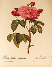 Redouté: Rosa gallica aurelianensis