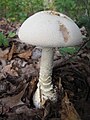 Amanita rhopalopus