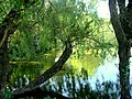 Lacul Grădinii Zoologice Zoo Lake