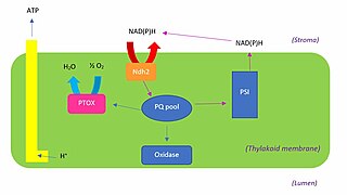 Latest understanding of chlororespiration (2002).jpg