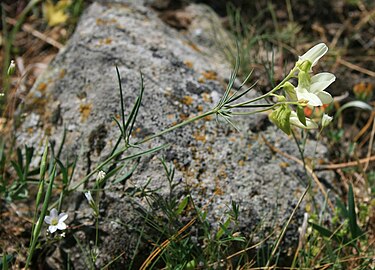 Lathyrus brachypterus