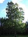 Ornäsbjörk, Gävle, Sweden (cv dalecarlica)