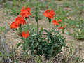 Crossandra mucronata