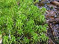 Sphagnum sp. – rašeliník