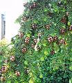 Foliage and cones