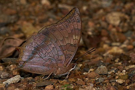 Charaxes psaphon (Plain Tawny Rajah)