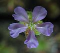 Flower of Drosera paradoxa