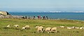 The 'White Cliffs of Dover' seen form Cap Gris-Nez, France. Distance: 34 km