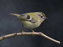 Goldcrest, Regulus regulus