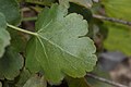 Heuchera cylindrica