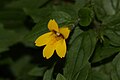 Mimulus dentatus