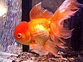 Orange oranda