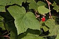 Rubus parviflorus