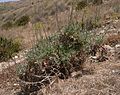 Senecio cineraria at Ghajn Tuffieha Malta