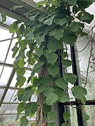 Stephania rotunda Lour. cultivated at Royal Botanic Gardens, Kew. Leaves.jpg