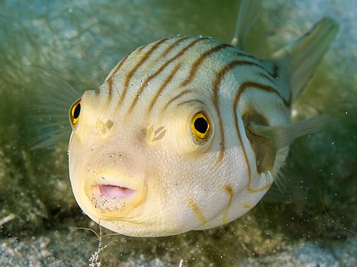 "Striped_puffer_(Arothron_manilensis)_(43419852851).jpg" by User:Christian Ferrer