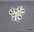 Codosiga sp. colony