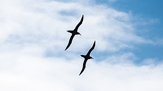 2021-10 Amsterdam Island - Dark-mantled sooty albatross 11.jpg