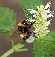 Bombus