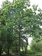 Castanea dentata 15-p.bot-fagus.castan-043.jpg