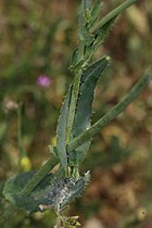 Caulanthus coulteri