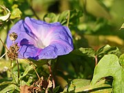 Ipomoea purpurea