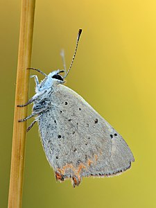 Lycaena phlaeas - Kulna