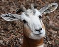 Mhorr Gazelle at the Louisville Zoo