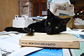 Gatto in libreria / Cat in a bookshop.