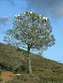 Mount Diablo State Park