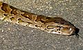 Python natalensis