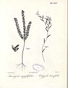 Polygala tenuifolia